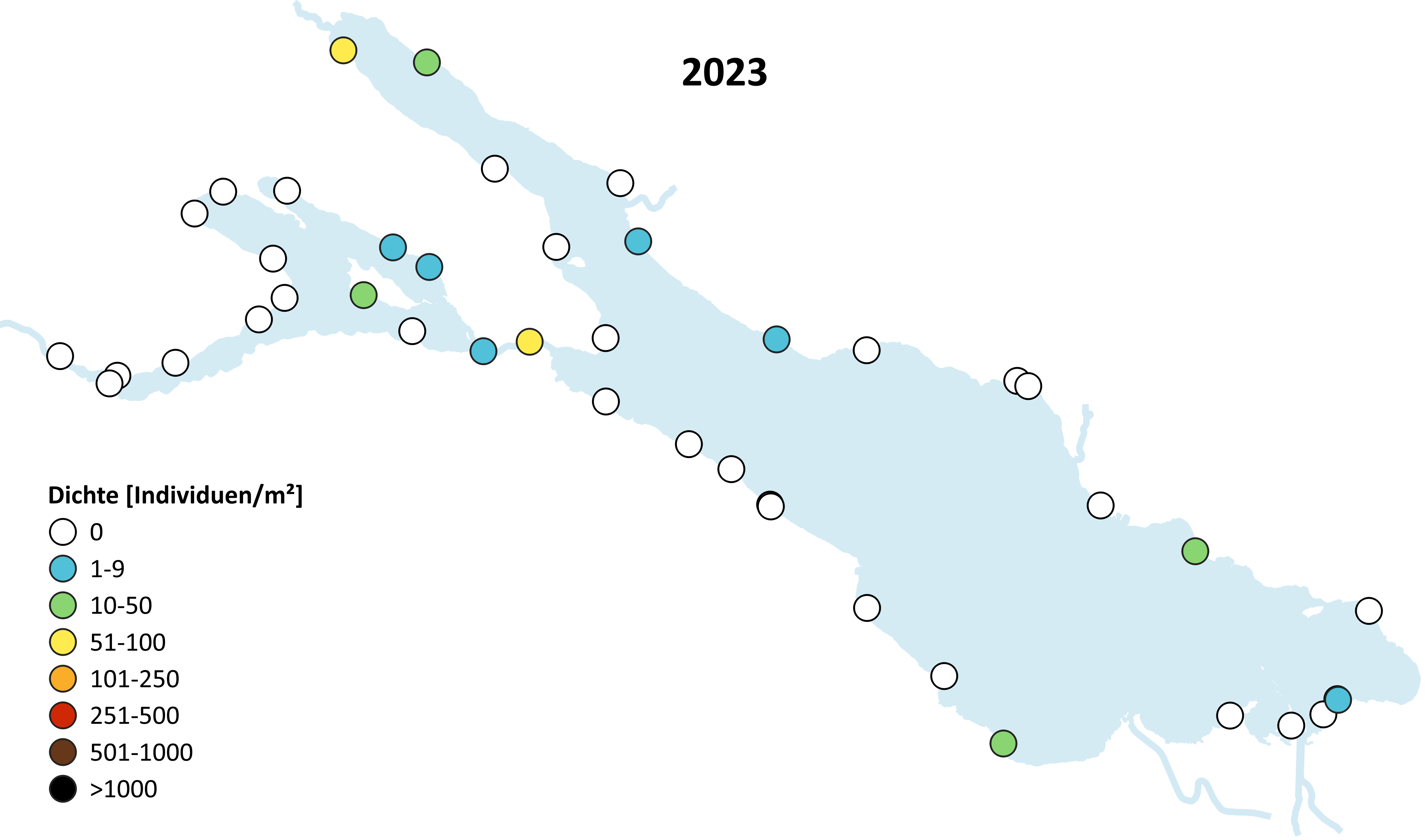 Karte des Bodensees mit Fundstellen von Echinogammarus ischnus im Jahr 2023. Fundstellen befinden sich in allen Teilen des Sees.
